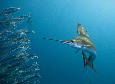 オールインワンのスクリーニングソリューションメカジキ